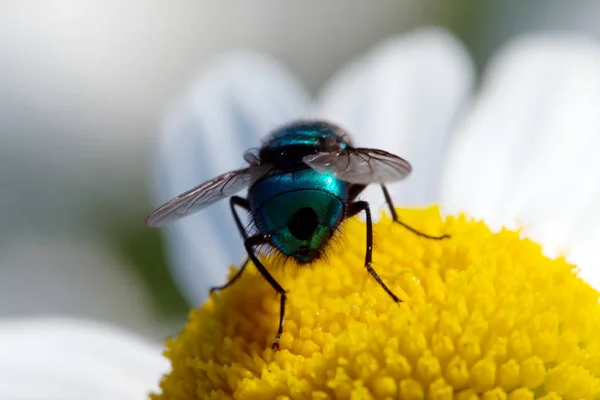 Papatya üzerinde oturan sinek. Makro fotoğraf. Beyaz çiçek. B yaşam — Stok fotoğraf