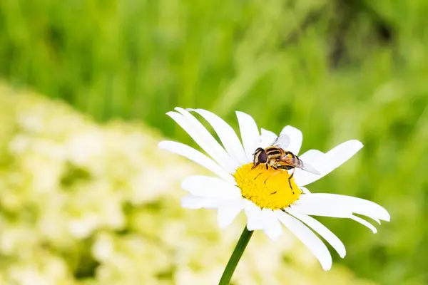 Voar sentado em camomila. Foto macro. Flor branca. Vida útil da inse Fotografia De Stock