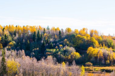 Sonbaharda renkli orman