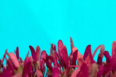 Pancar yaprakları mavi bir arka plan üzerinde