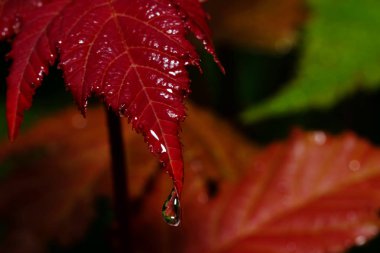 Arkaplan için yeşil yaprağa su damlaları