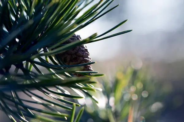 Pinecone on branch — Stock Photo, Image