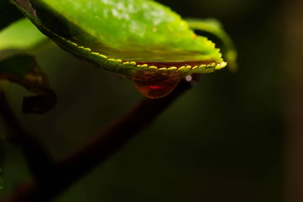 Gocce d'acqua su foglia verde per sfondo — Foto Stock