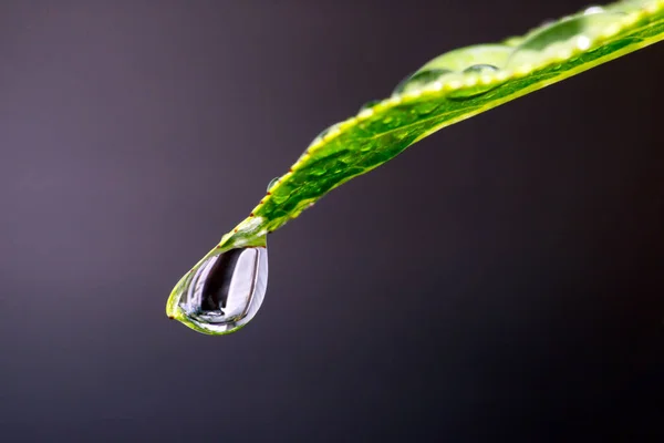 Gocce d'acqua su foglia verde per sfondo — Foto Stock