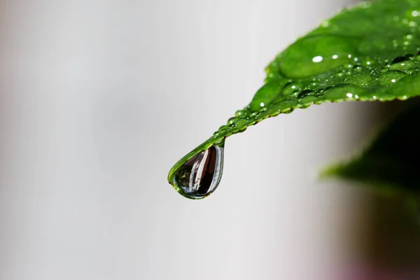 Waterdruppels op groen blad voor achtergrond — Stockfoto