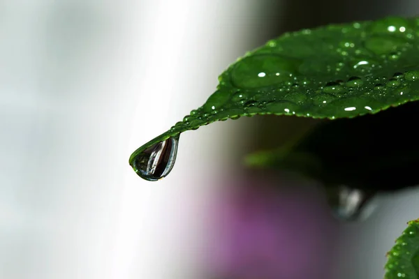 Waterdruppels op groen blad voor achtergrond — Stockfoto