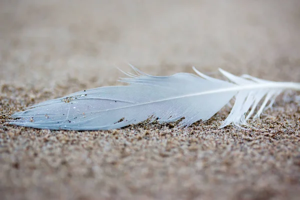 Single white sea gull feather washed up on the beach. Ragged and