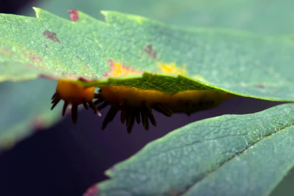 木の Septoria 葉のスポット ロイヤリティフリーのストック画像