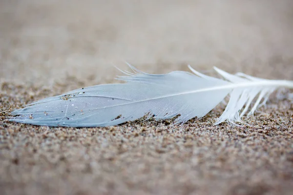 Uma única pena de gaivota branca apareceu na praia. Ragged e Fotografia De Stock