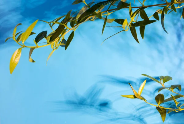 Patroon van bladeren op een blauwe achtergrond — Stockfoto