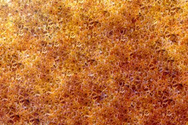 Montaj köpük makroda