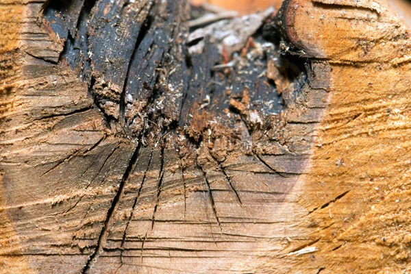 Virutas de madera en el fondo de madera áspera —  Fotos de Stock