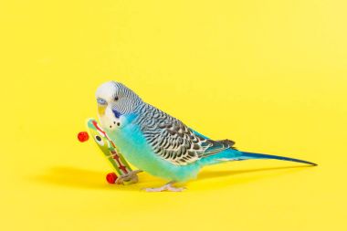 plastik oyuncak kaykay renk arka plan üzerinde gökyüzü mavi dalgalı papağan 