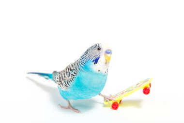 sky blue  wavy parrot with plastic toy skateboard  on color background  clipart