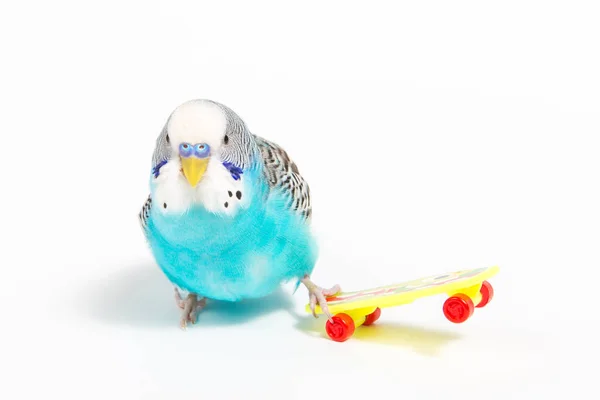 Himlen Blå Vågiga Papegoja Med Plast Leksak Skateboard Färgbakgrund — Stockfoto