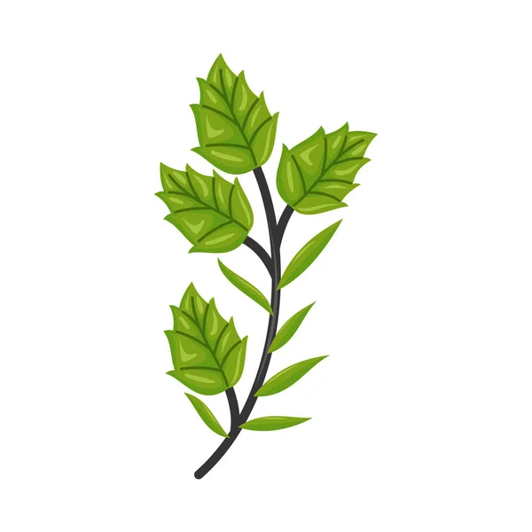 Handgezeichnete Äste Und Blätter Vector Illustration — Stockvektor