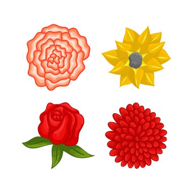 Vektör çiçekli botanik illüstrasyon renk süsü