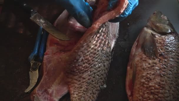 Limpeza e corte de peixe fresco — Vídeo de Stock