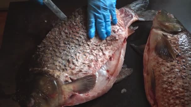 Reinigen en snijden van verse vis — Stockvideo