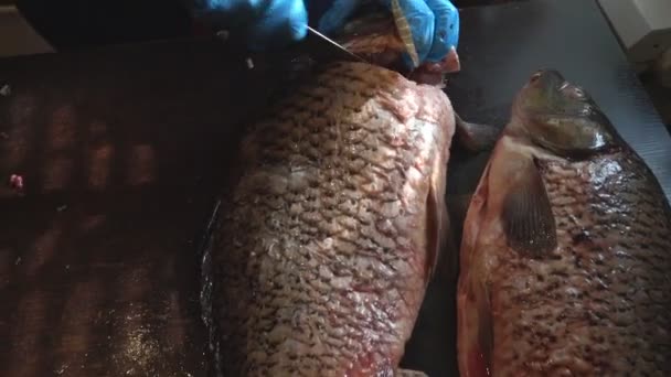 Очистка и резка свежей рыбы — стоковое видео