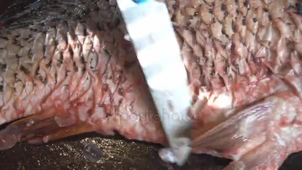 Rengöring och skärning av färsk fisk — Stockvideo