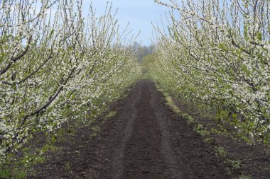 Baharda bahçede çiçekli Erik