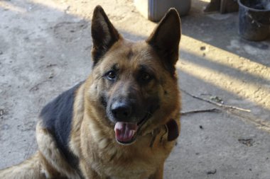 Alman çoban kır evi korur