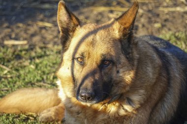 Alman çoban kır evi korur