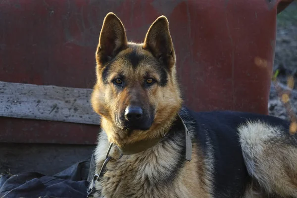 German Shepherd guards the country house — Stock Photo, Image