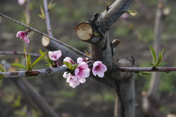 Rosa persika blomma — Stockfoto