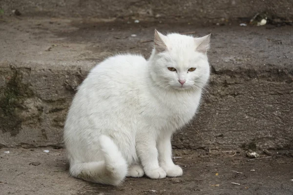Evsiz beyaz kedi