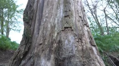 Kuru bir ağaç köklerinin