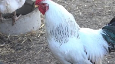 Bir çiftlikte kırmızı tarak ile beyaz horoz