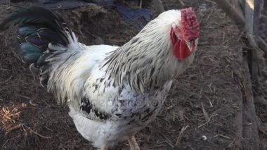 nagy fehér kakas cső fekete szukák pornóban