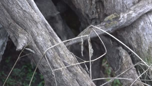 乾いた木の根 — ストック動画