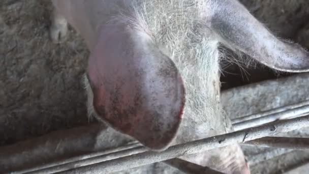 Cochon à la ferme dans une porcherie — Video