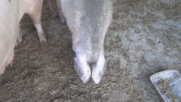 Twee varkens op de boerderij — Stockvideo