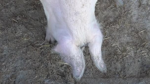 Varken op de boerderij in een varkensstal — Stockvideo