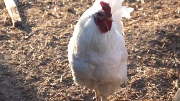 Coq blanc avec un peigne rouge dans une ferme 