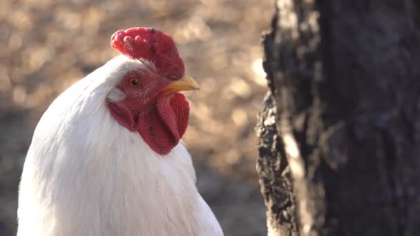 Gallo blanco con peine rojo en una granja — Vídeo de stock