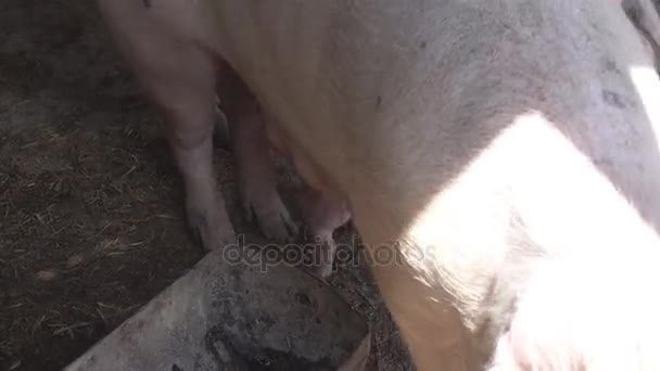 Маленькие поросята кормят свою мать — стоковое видео
