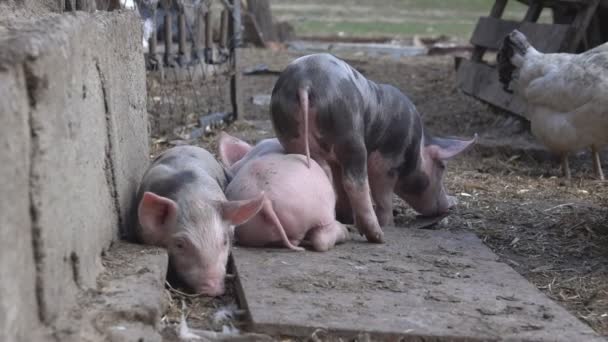 농장에서 작은 piglets — 비디오