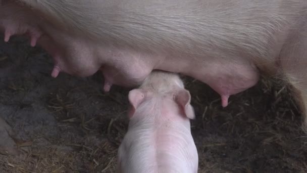 Pequeño lechón chupando madre en una granja — Vídeo de stock