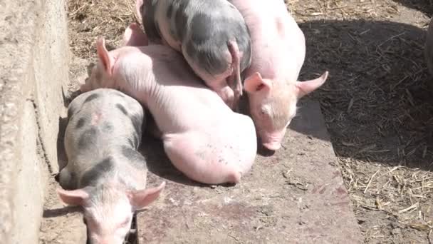 Pequeños lechones en la granja — Vídeo de stock