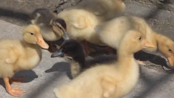 Pequeños patitos amarillos en la granja — Vídeos de Stock