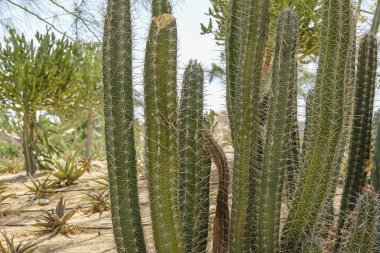 Kaktüsler ev ve damla sulama tarımı