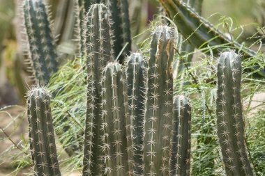 Yeşil dikenli kaktüs yakın çekim