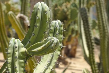 Yeşil dikenli kaktüs yakın çekim
