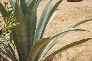 Yeşil dikenli kaktüs yakın çekim