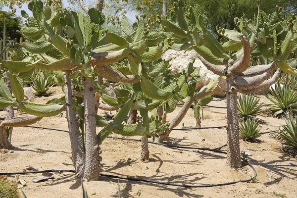 Cultivo de cactos em casa e irrigação por gotejamento — Fotografia de Stock